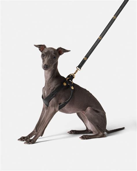 harness versace|Versace Designer Pet Accessories .